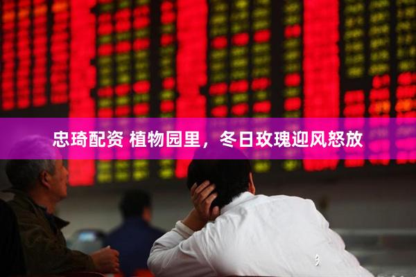 忠琦配资 植物园里，冬日玫瑰迎风怒放