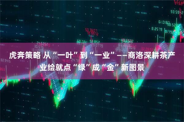 虎奔策略 从“一叶”到“一业”——商洛深耕茶产业绘就点“绿”成“金”新图景